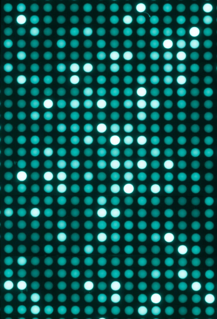 Peptide microarray fluorescence scan showing antibody binding patterns — ImmunoSig immunoprofiling platform