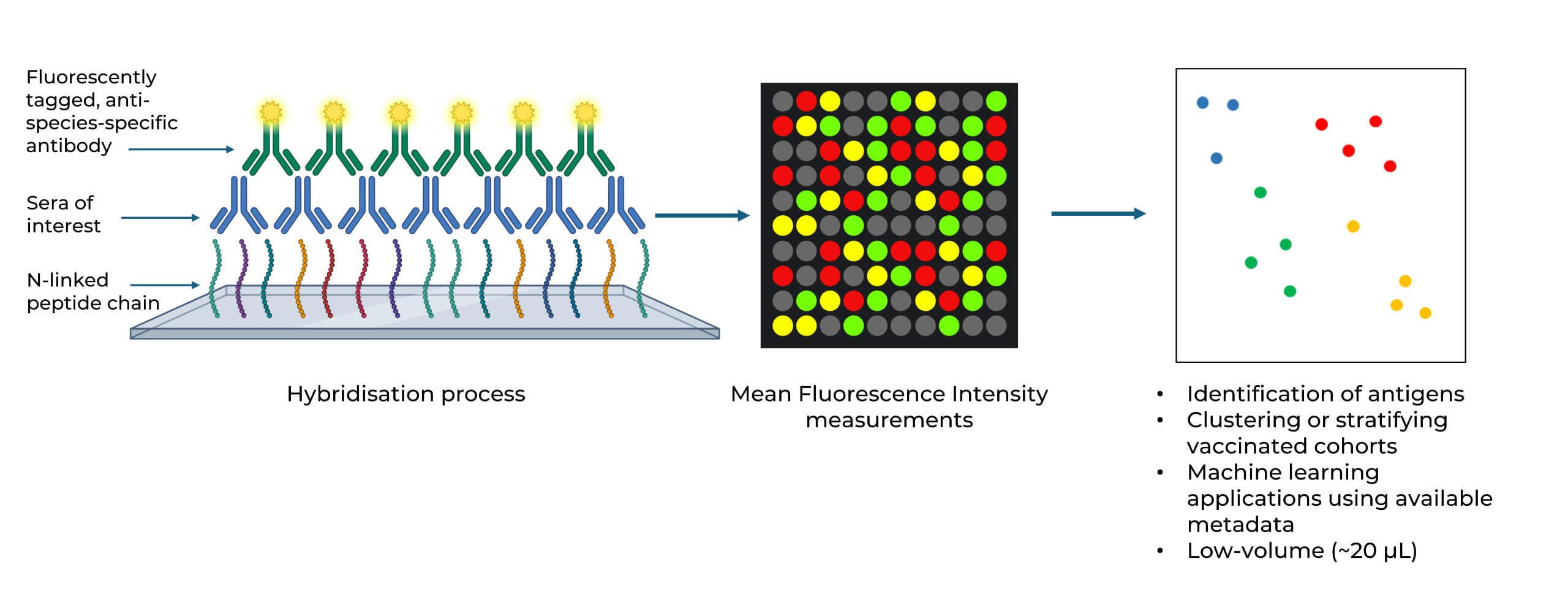 ImmunoSig Epitope Mapping Services Platform Peptide microarray technology used for high-throughput epitope mapping services.